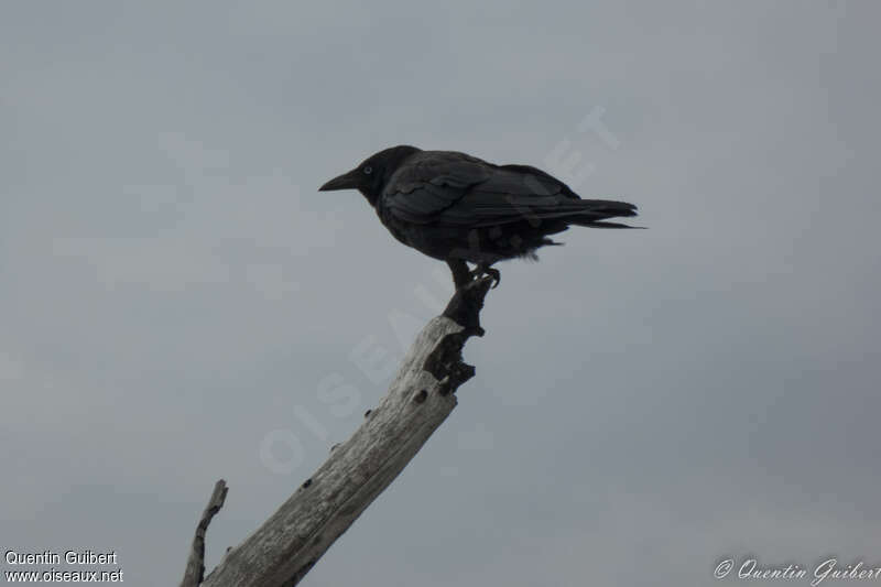 Little Raven, Behaviour