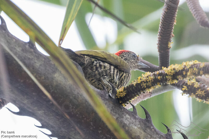 Little Green Woodpecker, identification