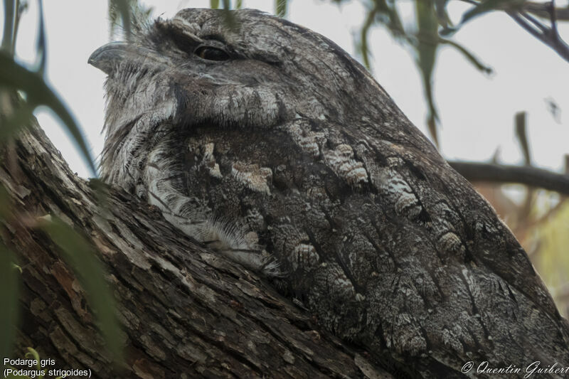 Tawny Frogmouth, identification, close-up portrait, camouflage
