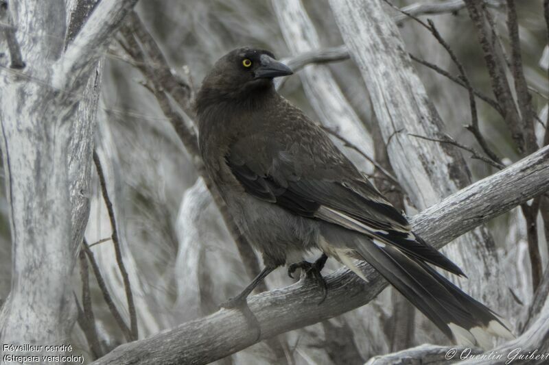 Grey Currawong, identification, close-up portrait