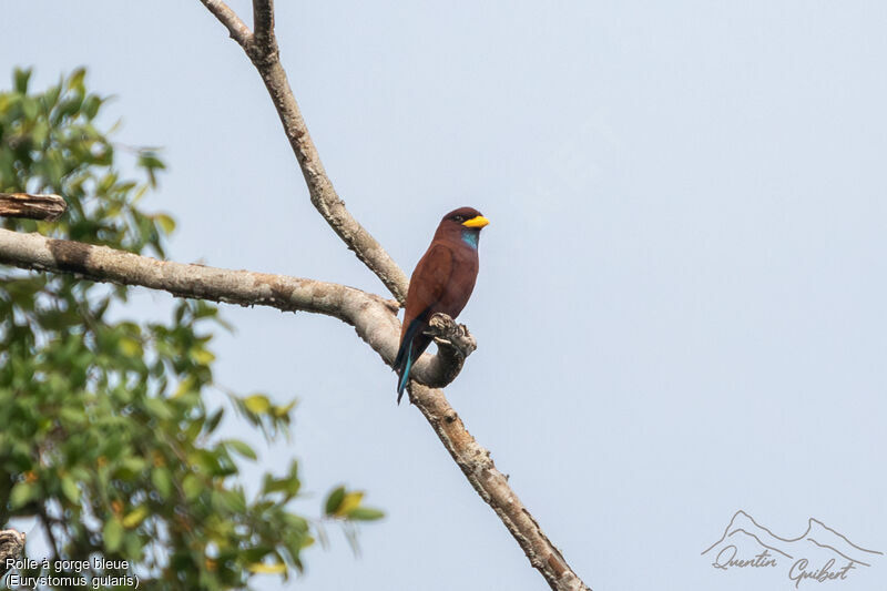 Blue-throated Roller, identification