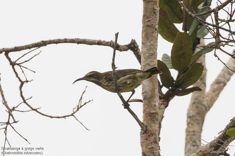 Green-throated Sunbird female adult, identification