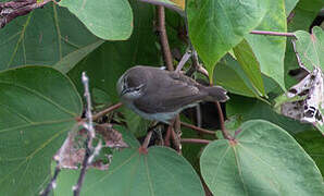 Mangrove Sunbird