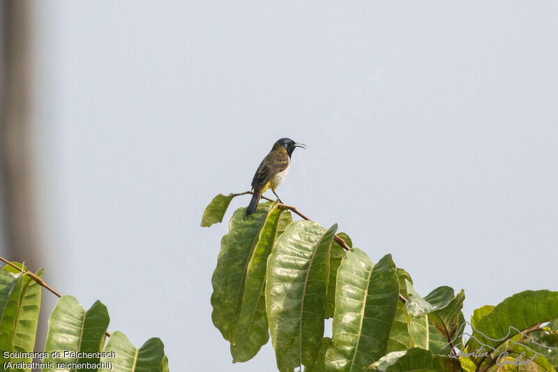 Reichenbach's Sunbird, identification, song