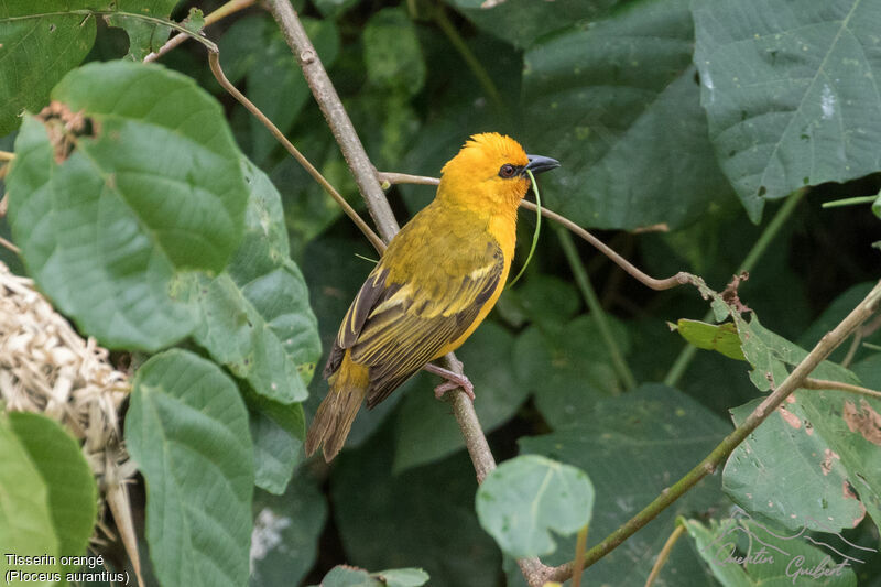Orange Weaver male adult breeding, identification