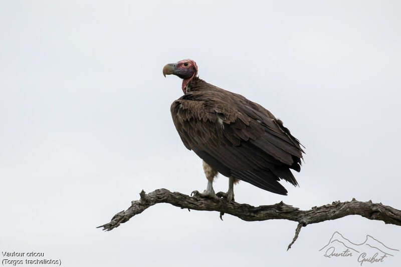 Lappet-faced Vultureadult, identification