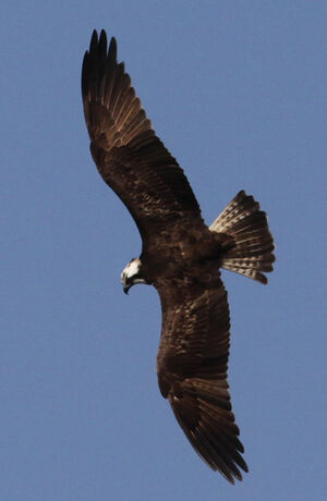 Western Osprey
