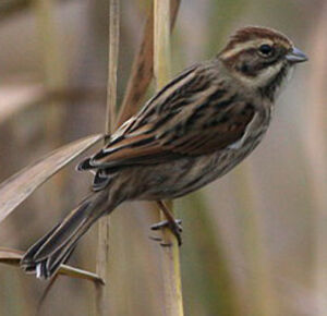 Common Reed Bunting 
&copy; Quentin Spriet