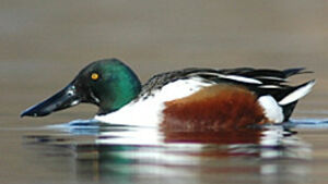 Northern Shoveler 
&copy; Quentin Spriet