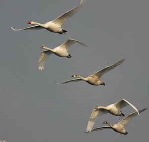 Mute Swan