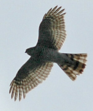 Eurasian Sparrowhawk
