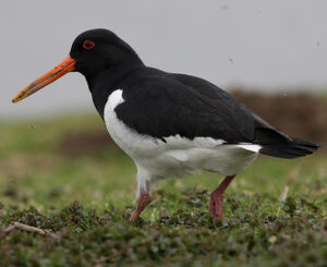 Eurasian Oystercatcher 
&copy; Quentin Spriet