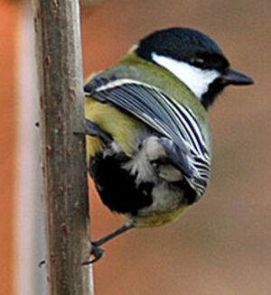 Great Tit