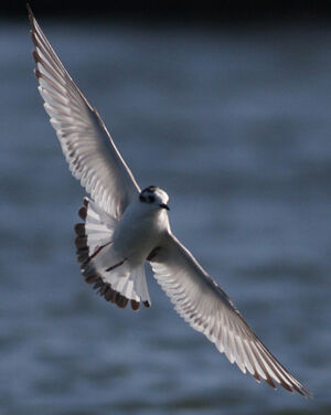 Little Gull 
&copy; Quentin Spriet