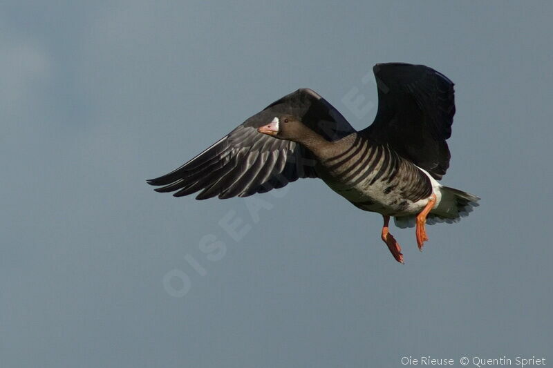 Greater White-fronted Gooseadult, Flight