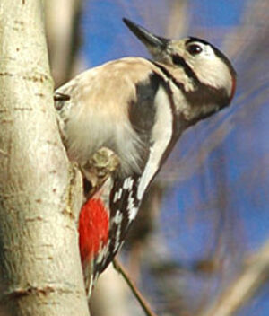 Great Spotted Woodpecker 
&copy; Quentin Spriet