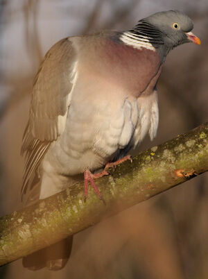 Pigeon ramier 
&copy; Quentin Spriet