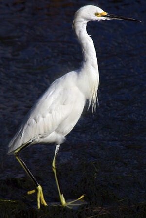 Aigrette neigeuse
