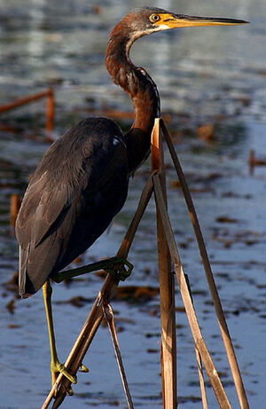 Aigrette tricolore