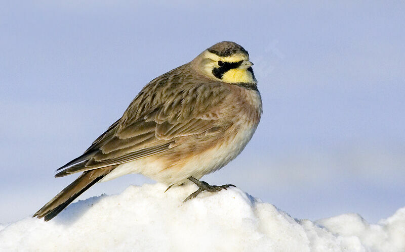 Horned Lark