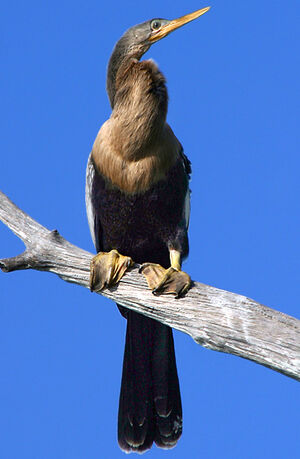 Anhinga