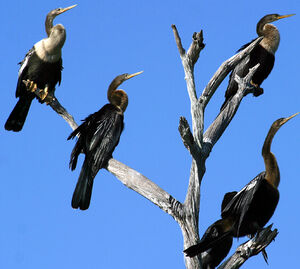 Anhinga d'Amérique