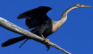 Anhinga d'Amérique