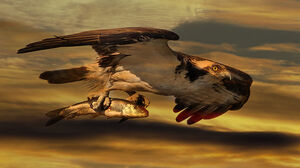 Western Osprey 
&copy; Rachel Bilodeau