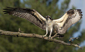 Western Osprey 
&copy; Rachel Bilodeau