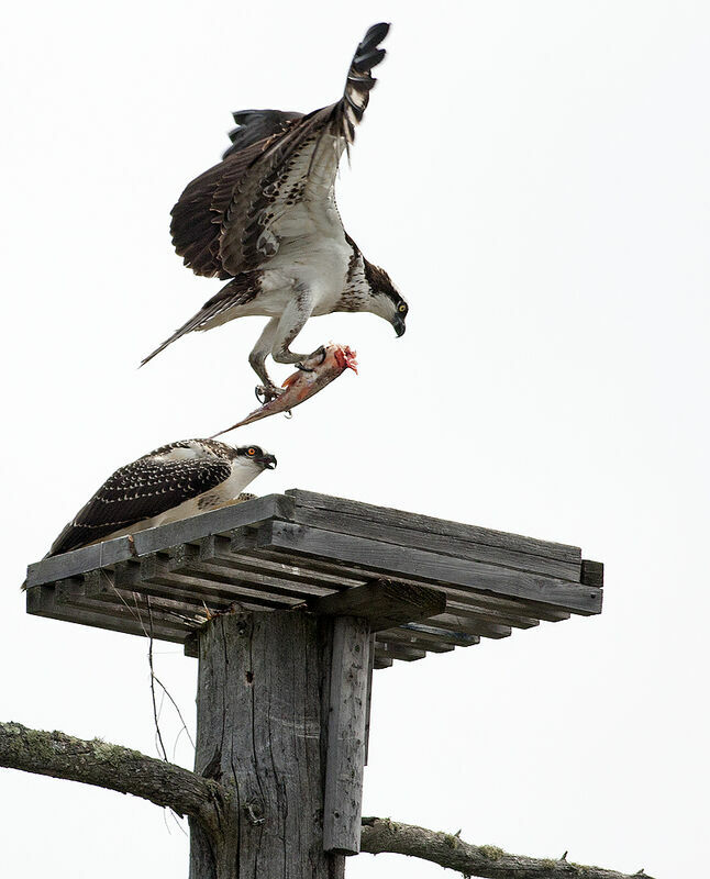 Western Osprey female adult, identification, feeding habits, Behaviour