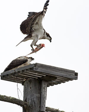 Western Osprey 
&copy; Rachel Bilodeau