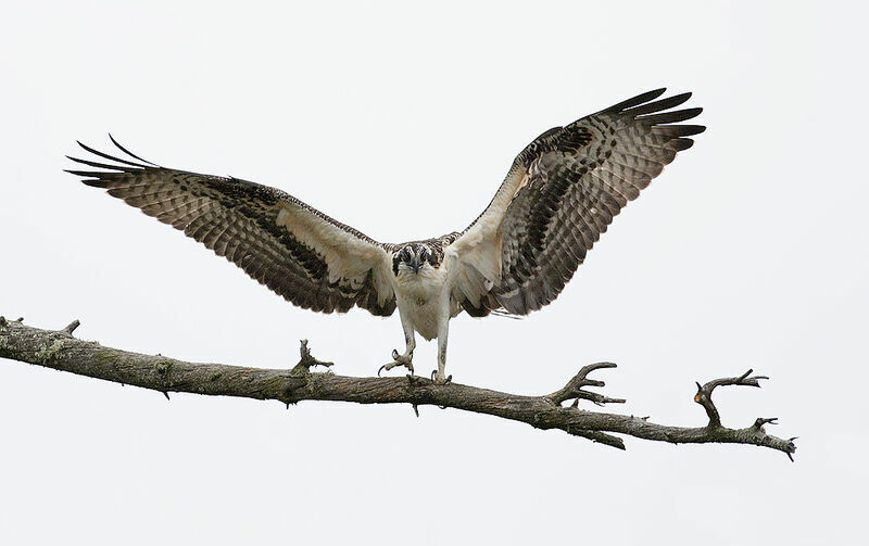 Western Ospreyjuvenile, identification, Flight, Behaviour