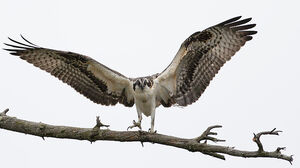 Western Osprey 
&copy; Rachel Bilodeau