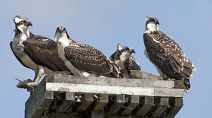Western Osprey 
&copy; Rachel Bilodeau