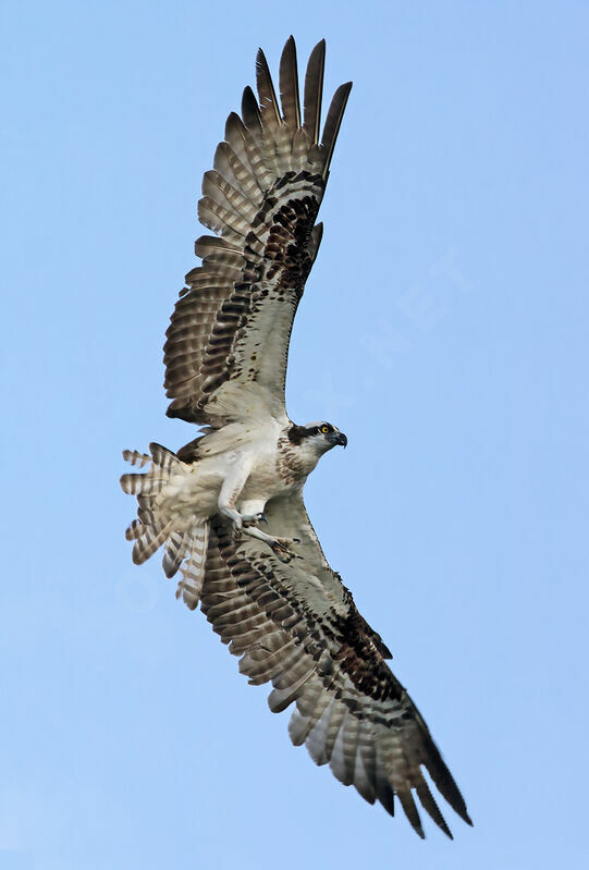 Western Osprey female adult, Flight