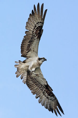 Western Osprey 
&copy; Rachel Bilodeau