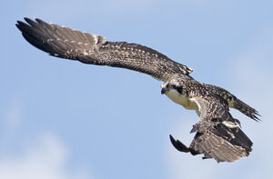 Western Osprey 
&copy; Rachel Bilodeau
