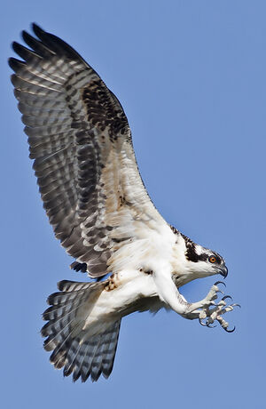 Western Osprey 
&copy; Rachel Bilodeau