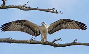 Western Osprey 
&copy; Rachel Bilodeau