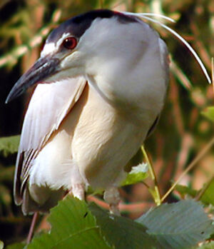 Black-crowned Night Heron