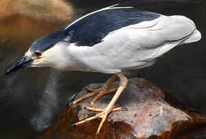 Black-crowned Night Heron