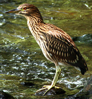 Black-crowned Night Heron