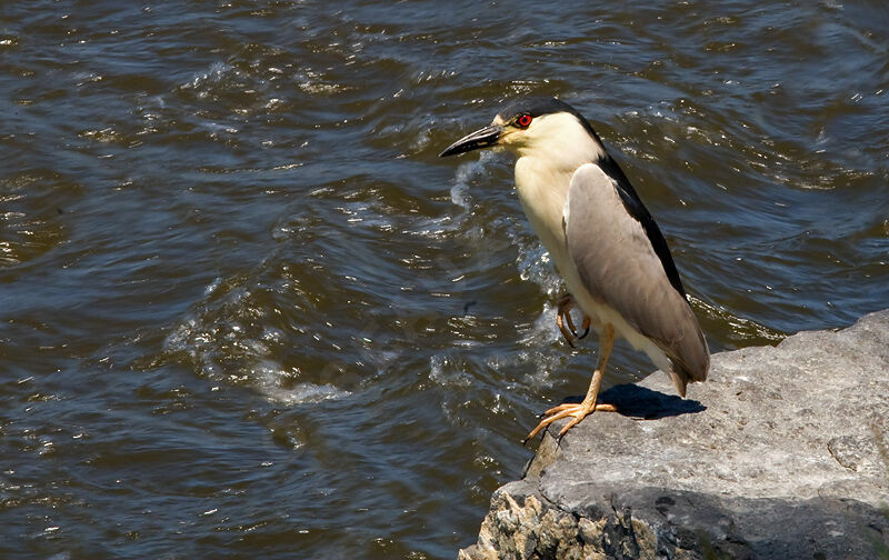 Black-crowned Night Heronadult