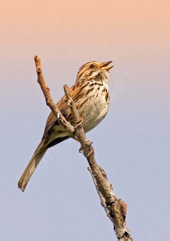 Song Sparrow, identification, Behaviour