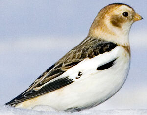 Snow Bunting