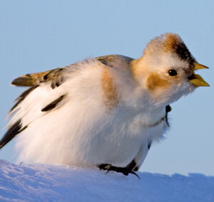 Bruant des neiges
