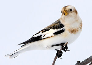 Snow Bunting