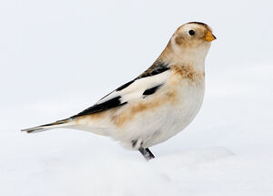Snow Bunting