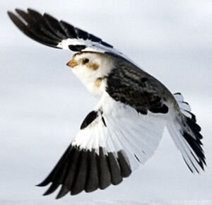 Snow Bunting