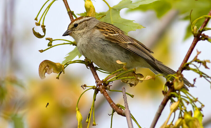 Chipping Sparrow, identification, feeding habits